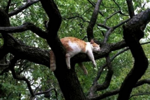 Котешко дърво